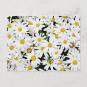 Daisies Briefkaart (Voorkant)