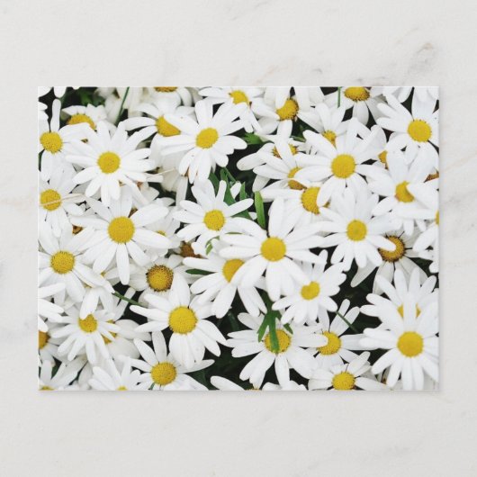 Daisies Briefkaart (Voorkant)