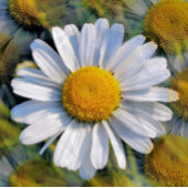 DAISIES CANVAS AFDRUK