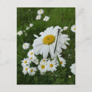 Daisies Close up & Damselfly DIY Briefkaart