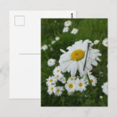Daisies Close up & Damselfly DIY Briefkaart (Voorkant / Achterkant)