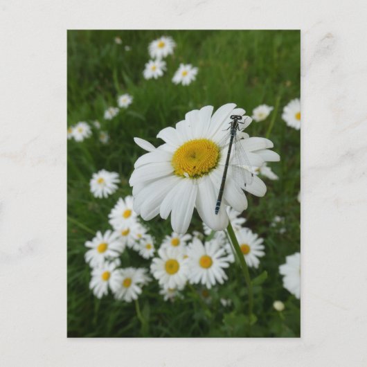 Daisies Close up & Damselfly DIY Briefkaart (Voorkant)