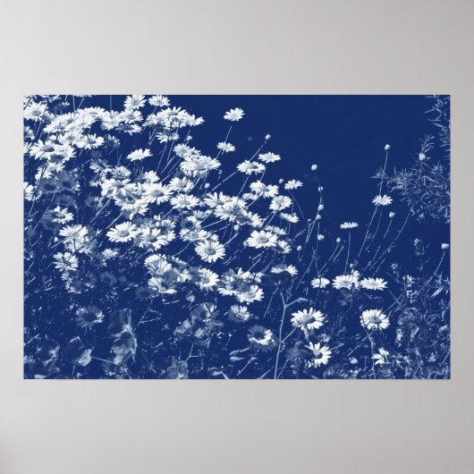 Daisies - Cyanotype-effect Poster (Voorkant)