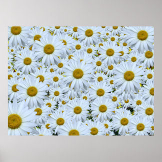 Daisies daisies daisies poster