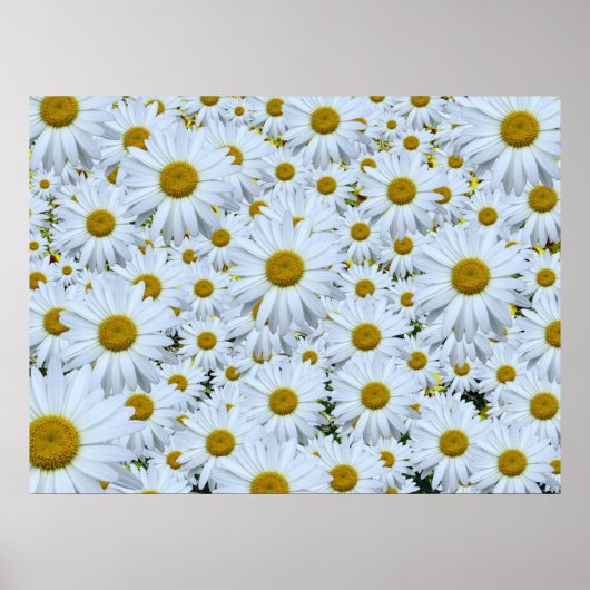 Daisies daisies daisies poster (Voorkant)