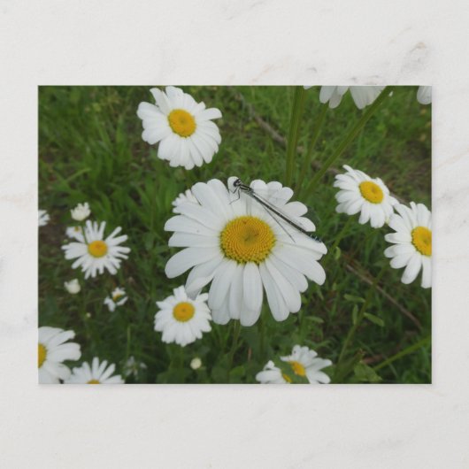 Daisies & Damselfly DIY Briefkaart (Voorkant)