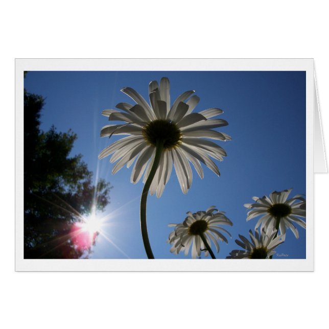 Daisies die naar de hemel gaan (Voorkant Horizontaal)