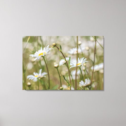 Daisies Field Canvas Afdruk (Voorkant)