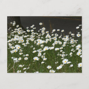 Daisies Field DIY Briefkaart