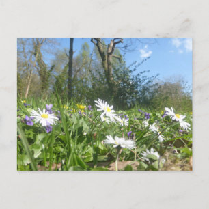 Daisies Field met Blue Sky DIY Briefkaart