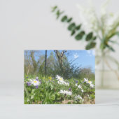 Daisies Field met Blue Sky DIY Briefkaart (Staand voorkant)