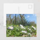 Daisies Field met Blue Sky DIY Briefkaart (Voorkant / Achterkant)
