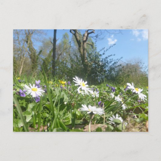 Daisies Field met Blue Sky DIY Briefkaart (Voorkant)