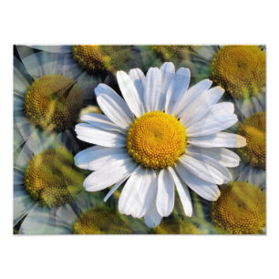 DAISIES FOTO AFDRUK