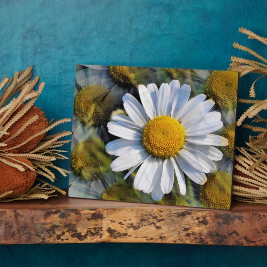 DAISIES FOTOPLAAT (Zijkant)