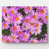 DAISIES FOTOPLAAT (Voorkant)