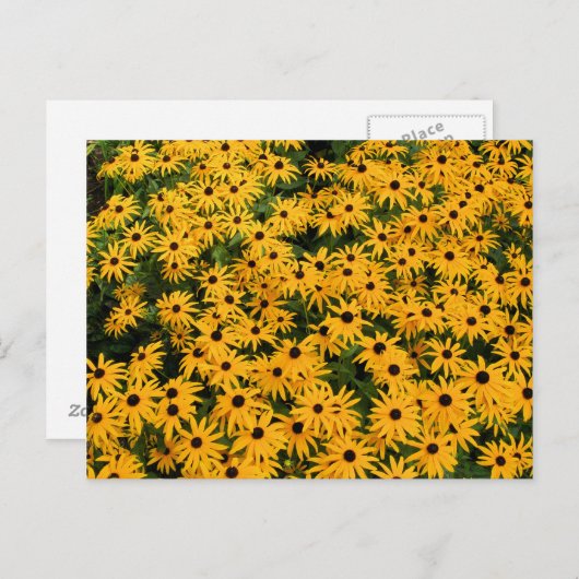 Daisies-gebied Briefkaart (Voorkant / Achterkant)