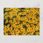 Daisies-gebied Briefkaart (Voorkant)