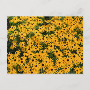 Daisies-gebied Briefkaart