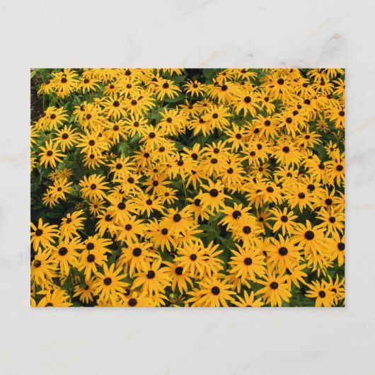 Daisies-gebied Briefkaart (Voorkant)