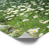Daisies-gebied Poster (Hoek)
