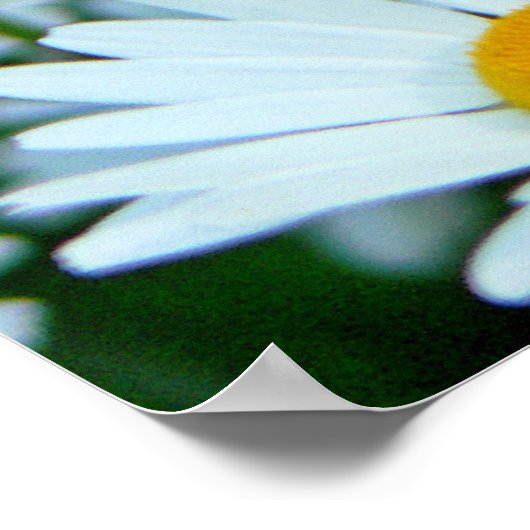 Daisies-gebied Poster (Hoek)