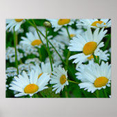 Daisies-gebied Poster (Voorkant)