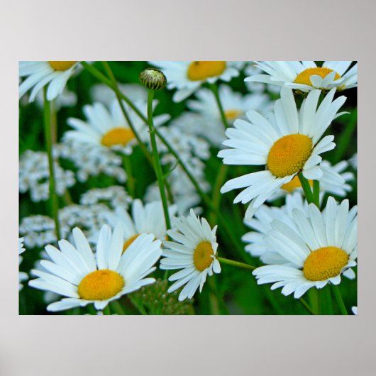 Daisies-gebied Poster (Voorkant)