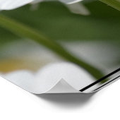 Daisies-gebied Poster (Hoek)