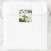 Daisies-gebied Vierkante Sticker (Tas)