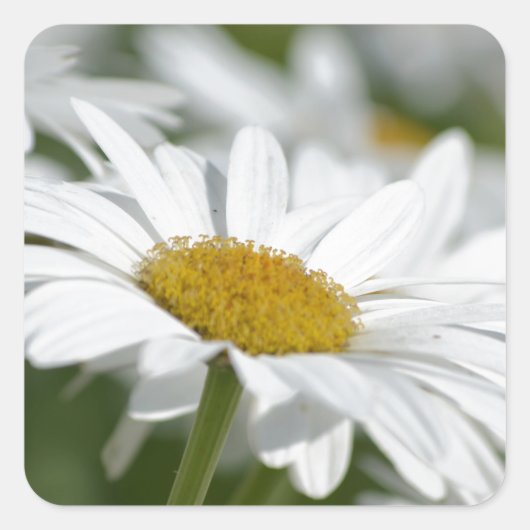 Daisies-gebied Vierkante Sticker (Voorkant)