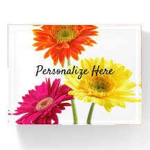 Daisies Gerbera Natuur  