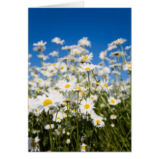 Daisies gevouwen kaart