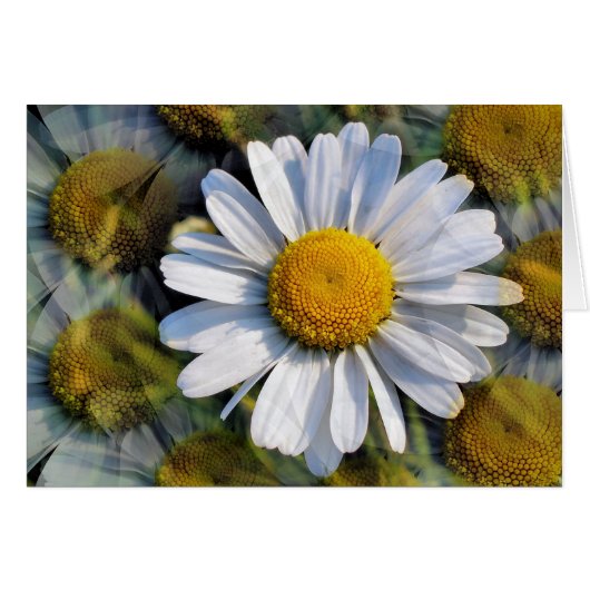 DAISIES Greetings Kaart (Voorkant Horizontaal)