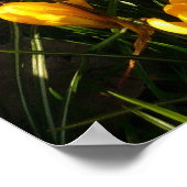 Daisies in de Kroaten Poster (Hoek)