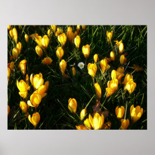 Daisies in de Kroaten Poster