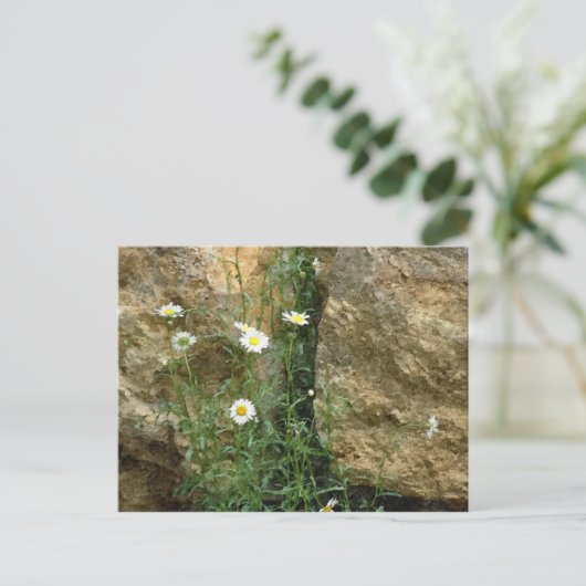 Daisies in de Stones Briefkaart (Staand voorkant)