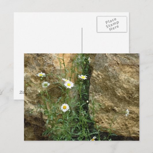 Daisies in de Stones Briefkaart (Voorkant / Achterkant)