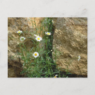 Daisies in de Stones Briefkaart