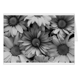 Daisies in Macro