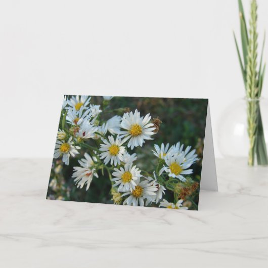 Daisies Kaart (Voorkant)