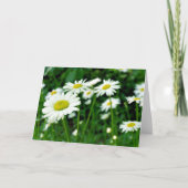 Daisies Kaart (Voorkant)