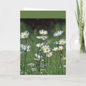 Daisies kaart (Achterkant)