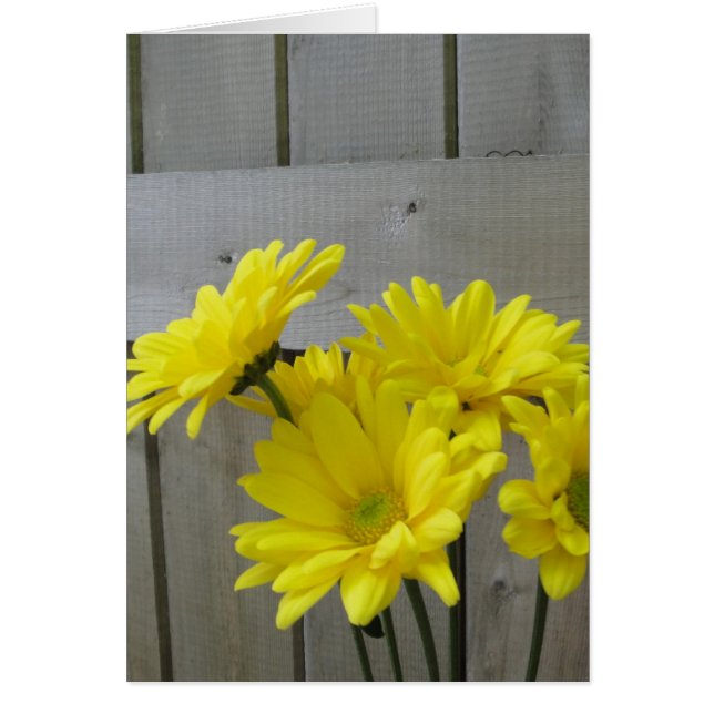 Daisies langs het hek (Voorkant)