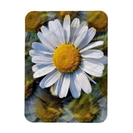 DAISIES MAGNEET (Verticaal)