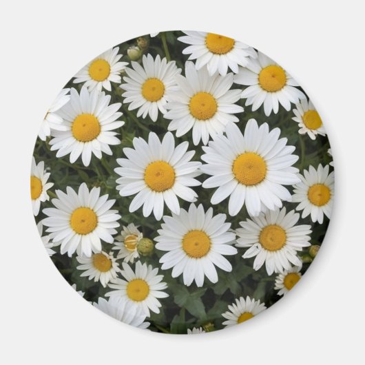 Daisies Magnet (Voorkant)
