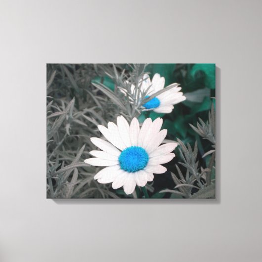 Daisies (met blauw) Gewikkeld Canvas Afdruk (Voorkant)