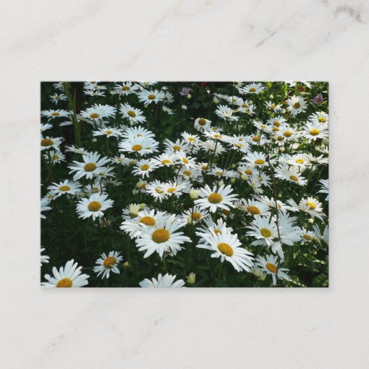 Daisies, mini-fotokaart visitekaartje (Voorkant)