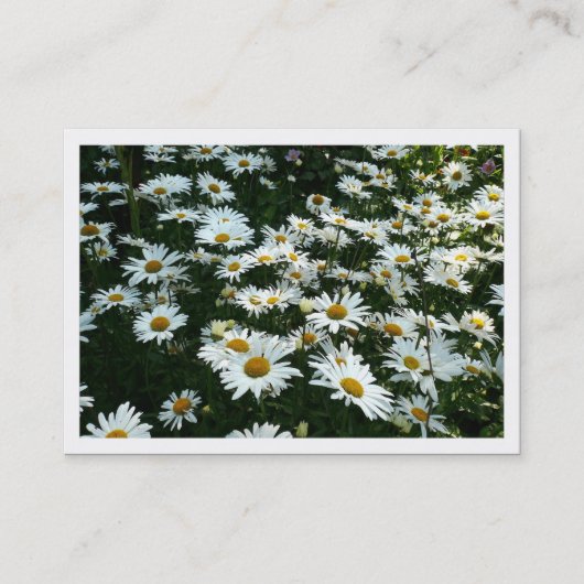 Daisies, mini-fotokaart visitekaartje (Voorkant)
