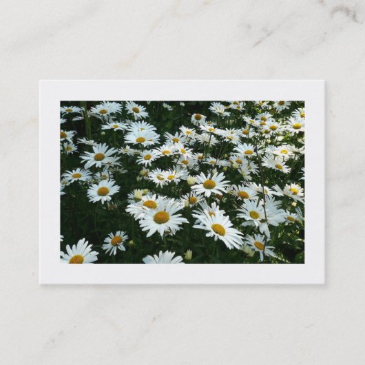 Daisies, mini-fotokaart visitekaartje (Voorkant)